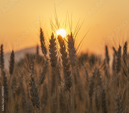 Sunset over the Wheat Field. Photograph was taken in a village Rodine, Slovenia. Macro of wheat and barley in early summer.