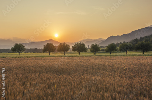 Sunset over the Wheat Field. Photograph was taken in a village Rodine, Slovenia. Macro of wheat and barley in early summer.