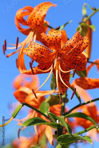 Lily against the sky