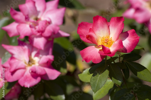 Dark Pink Roses