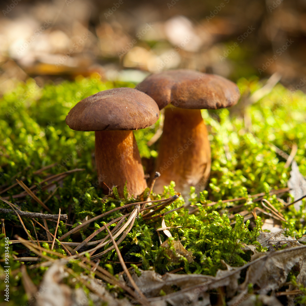 Foto Stock bolete wild mushroom | Adobe Stock