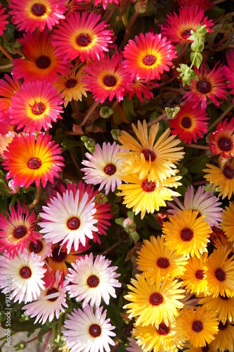 Colorful flowers   © ramona georgescu
