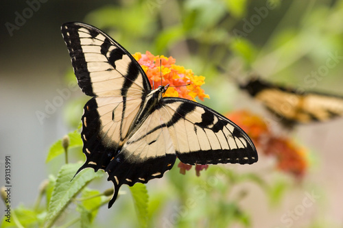 Butterfly Feeding on Lantana