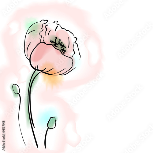 Digital watercolor vector flower, poppy.