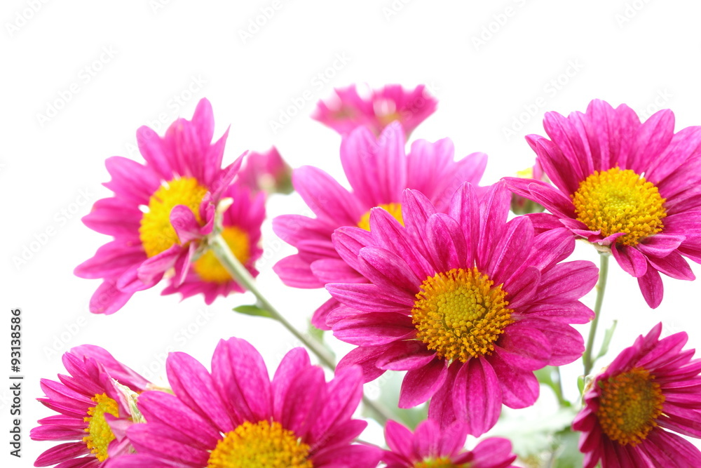 菊 菊
