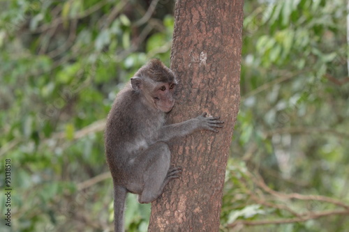 Affen im Affenwald Ubud, Bali