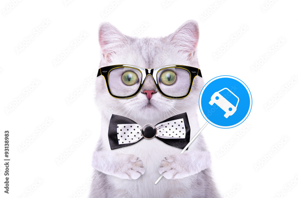 Smart handsome cat with icon car. Funny animals. Trendy cat dressed in  beautiful clothes Stock Photo | Adobe Stock