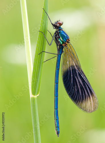 Prachtlibelle