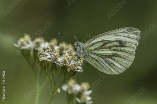 Grünader-Weißling (Pieris napae) photo