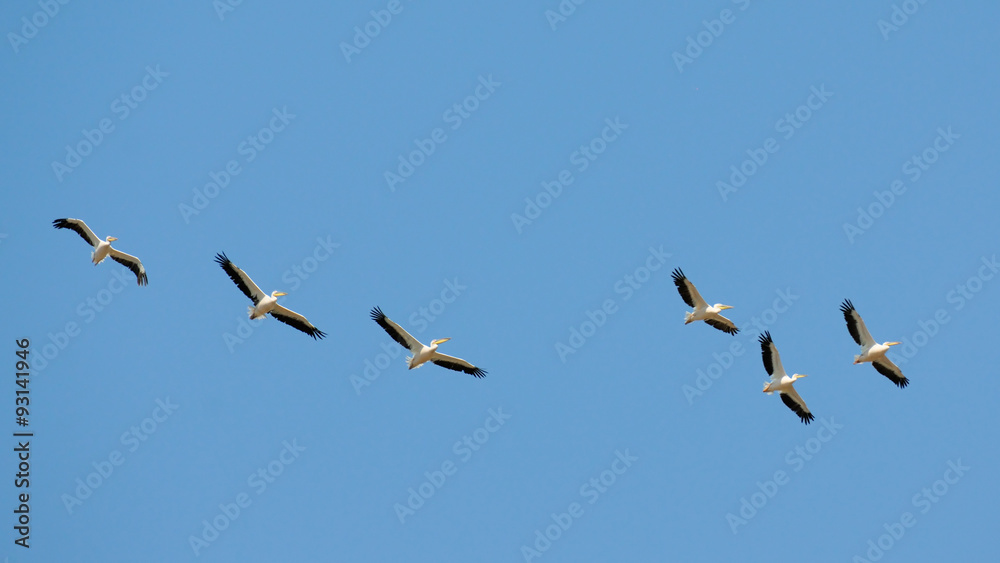 Flying flock of White Pelicans Flying flock of White Pelicans