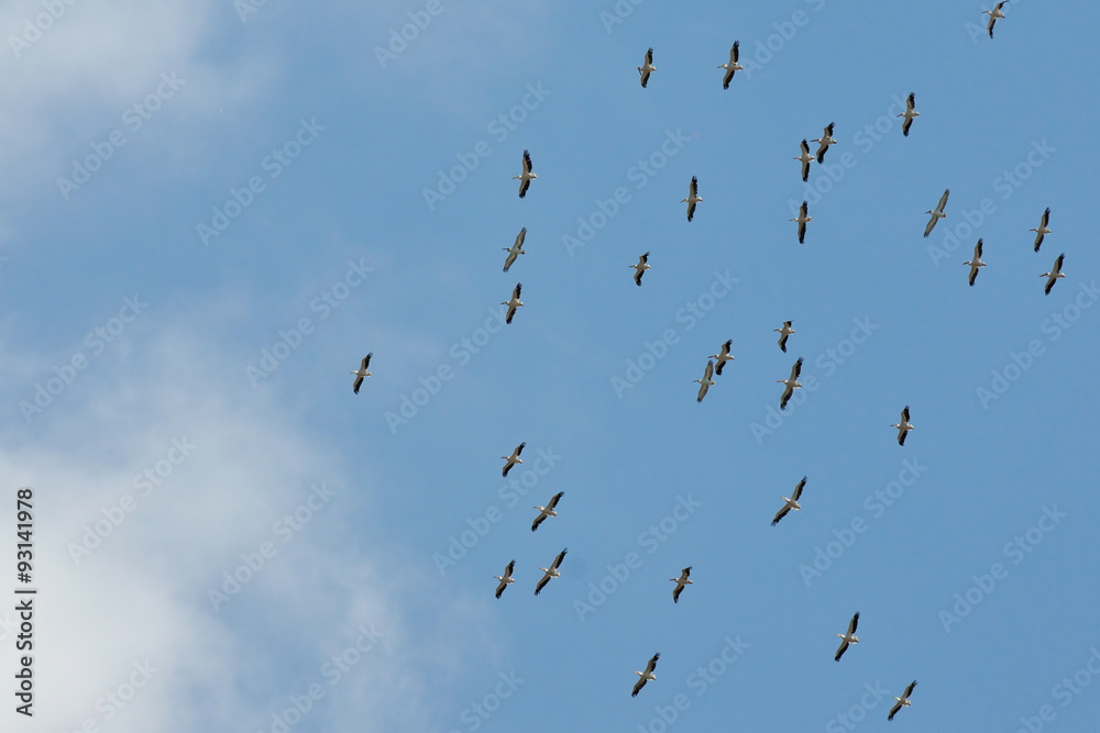 Large mixed flock of flying White and Dalmatian Pelicans
