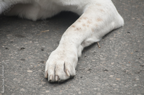 Paw of white dog on asphalt surface closeup
