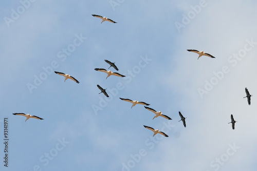 Flying group of White Pelicans and Grey Herons