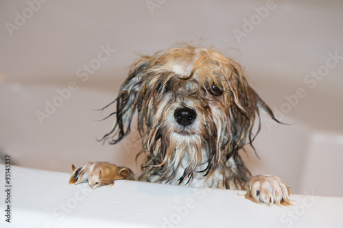 Hund Havaneser badet , welpe
