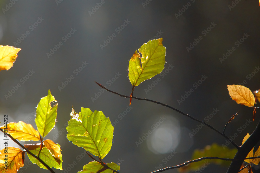 Obraz premium Buchenwald