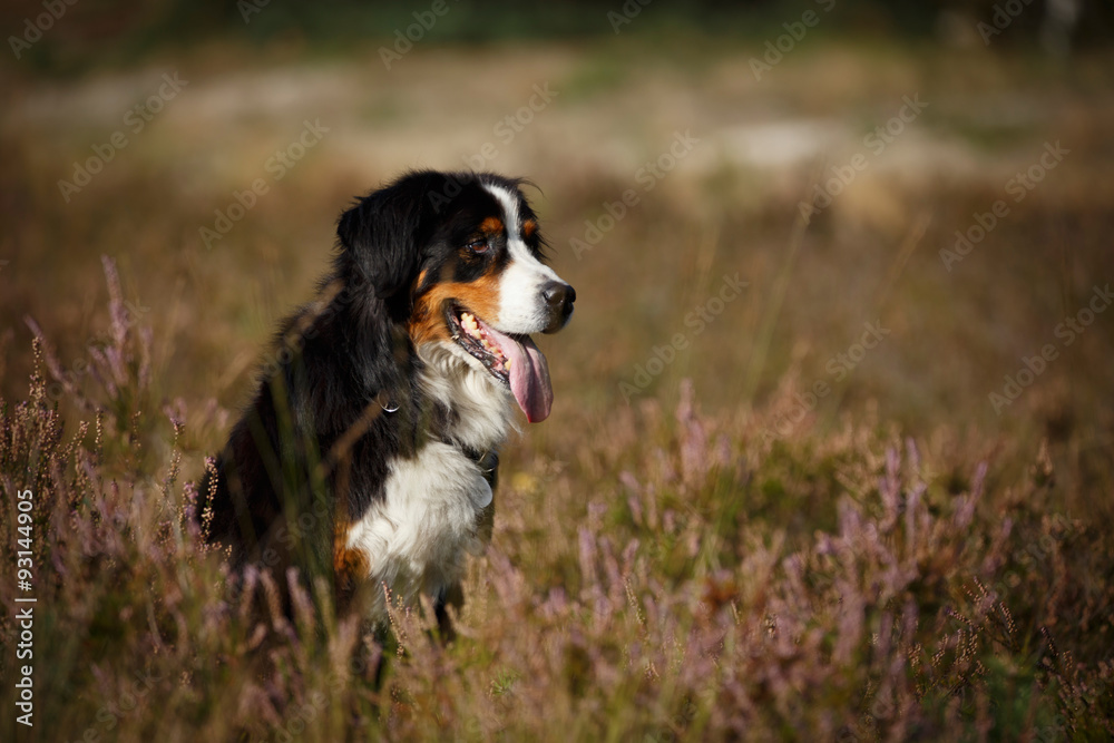 Berner Sennenhund am Wasser