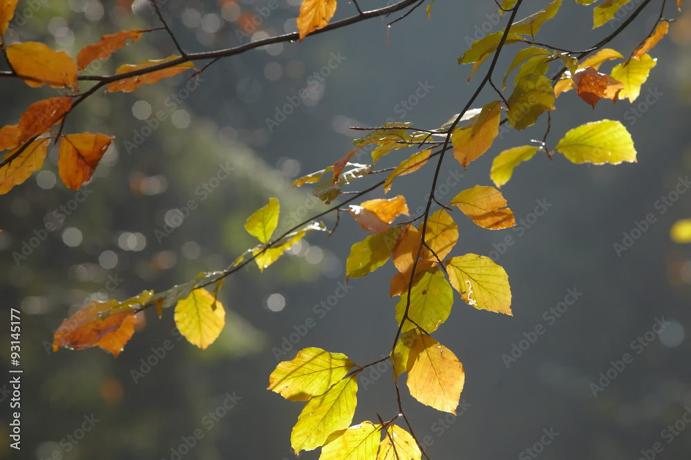 Obraz premium Buchenwald