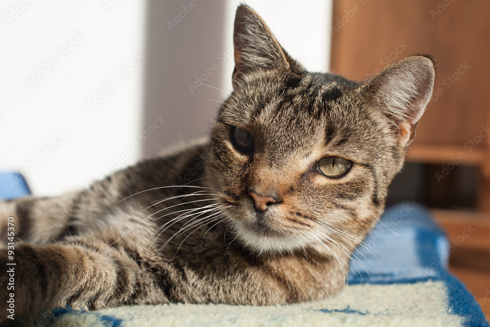 
portrait of a cat , Cute cat relaxes and dreams 

