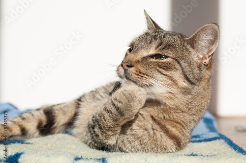  portrait of a cat , Cute cat relaxes and dreams