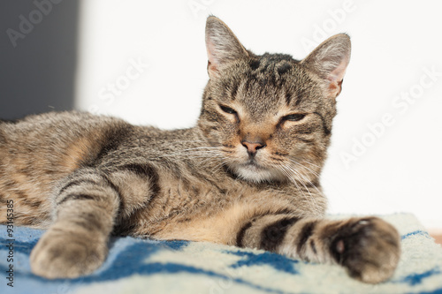  portrait of a cat , Cute cat relaxes and dreams