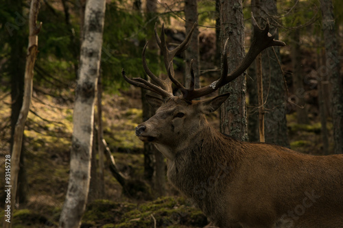 Great deer in the woods