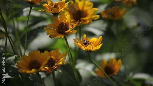 Bumble Bee Flies From Flower To Flower