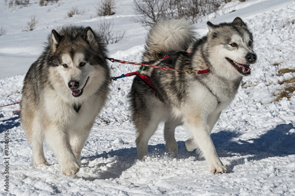 Alaskan Malamute