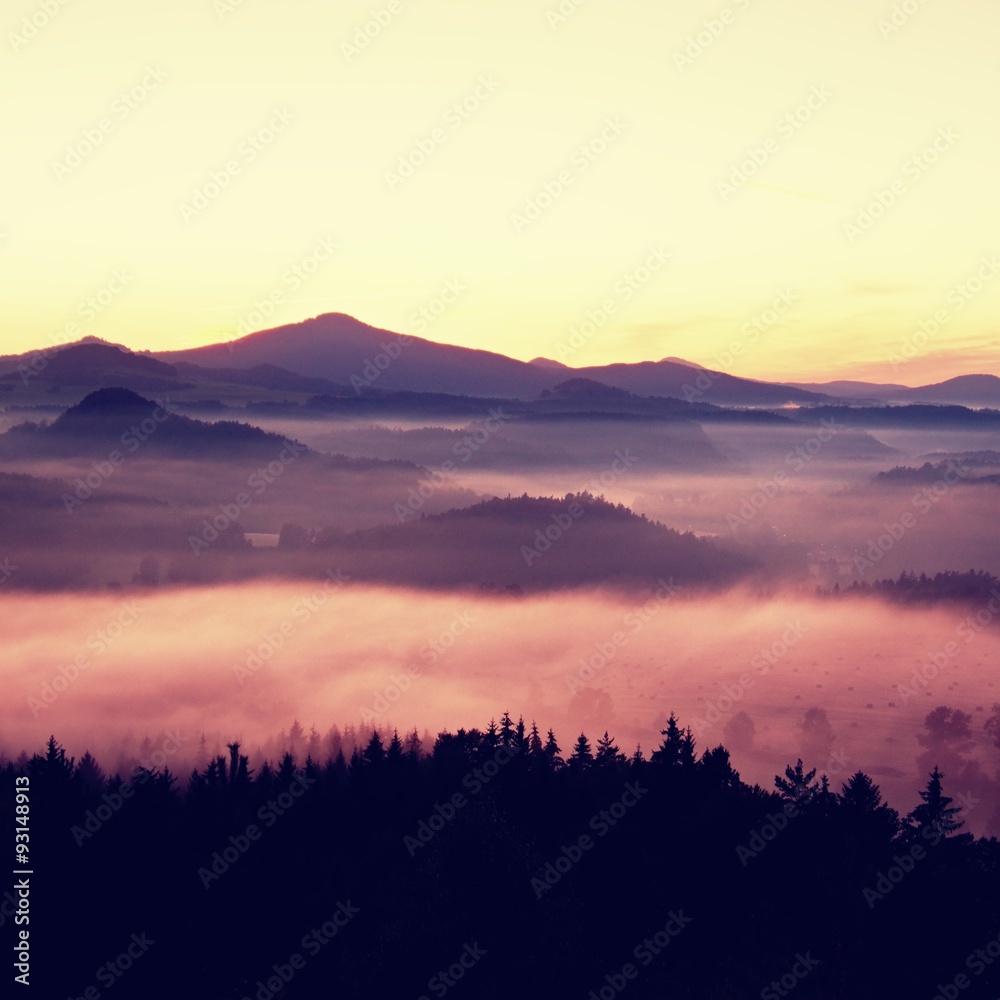 Misty daybreak in a beautiful hills. Peaks of hills are sticking out from foggy background, the fog is yellow and orange due to sun rays. The fog is swinging between trees.