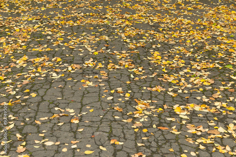 Obraz premium Fallen autumnal leaves lay on the urban asphalt road