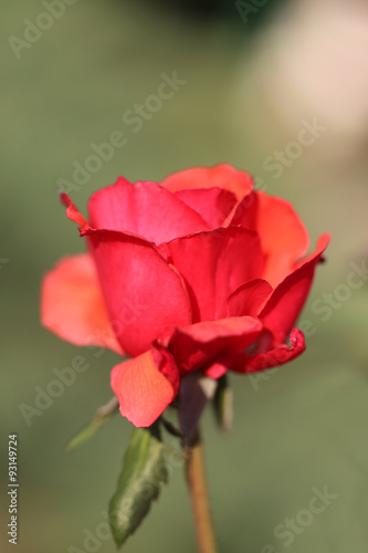 Beautiful flower of a rose