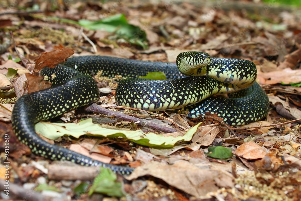 Black Kingsnake (Lampropeltis getula) in Alabama Black Kingsnake (Lampropeltis getula) in Alabama