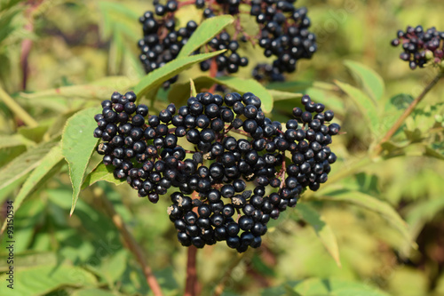 Elder berries