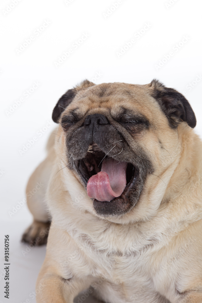 Yawning pug.