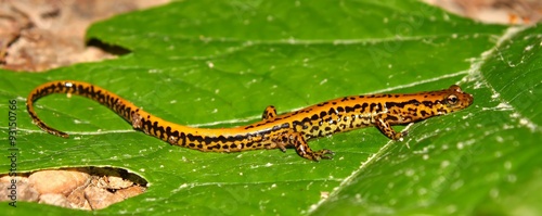 Long-tailed Salamander (Eurycea longicauda) Mississippi photo