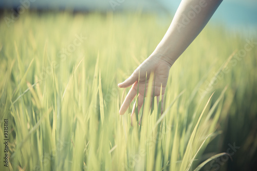 Hand woman touch in wheat field.
