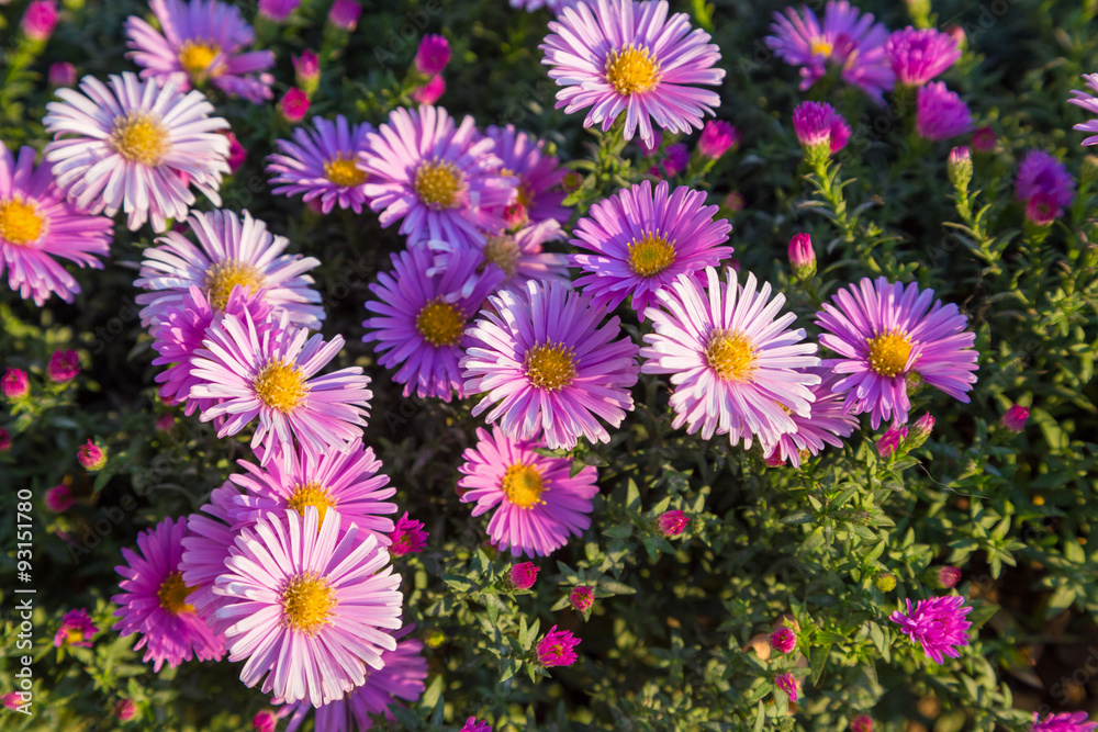 Magenta asters flowerbed
