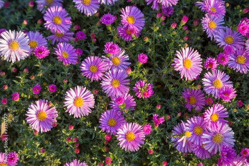 Magenta asters flowerbed photo