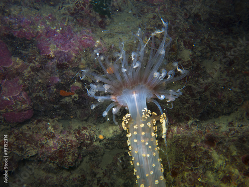 Canvas Print Detail of actinia, sea anemone in mediterranean sea