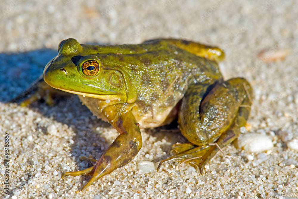 Fototapeta premium American Bullfrog in the Sand