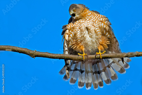 Angry Cooper's hawk photo