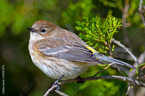 Yellow-rumped Warbler in Tree photo