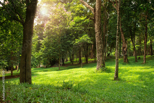 forest trees