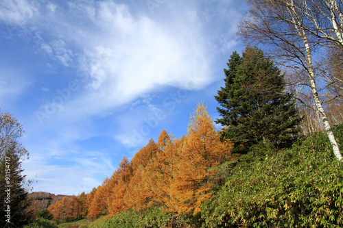唐松林の紅葉