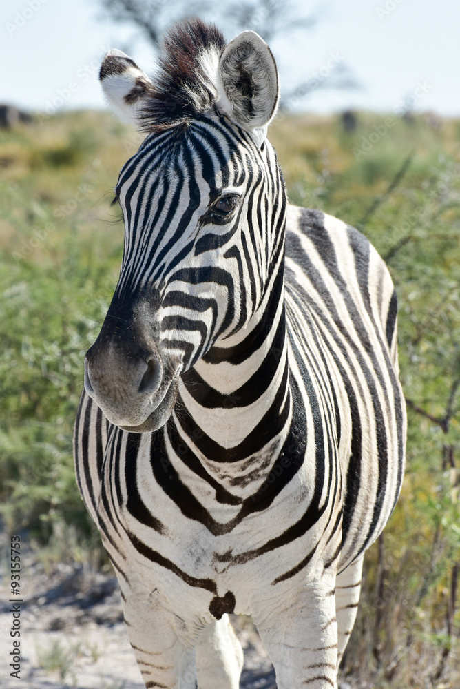 Naklejka premium Zebra - Etosha, Namibia