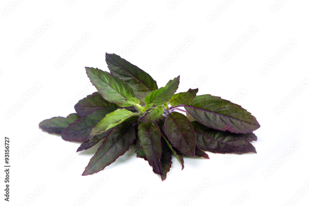 Holy Basil isolated on white background.