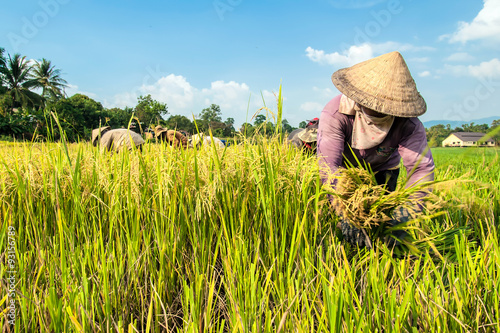 The woman harvesting rice in Dak Lak province  Vietnam.