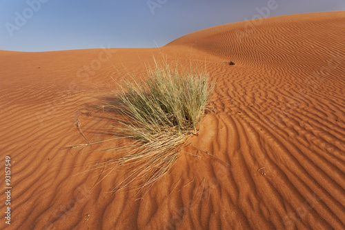 Grass in the Rub Al Khali Desert 