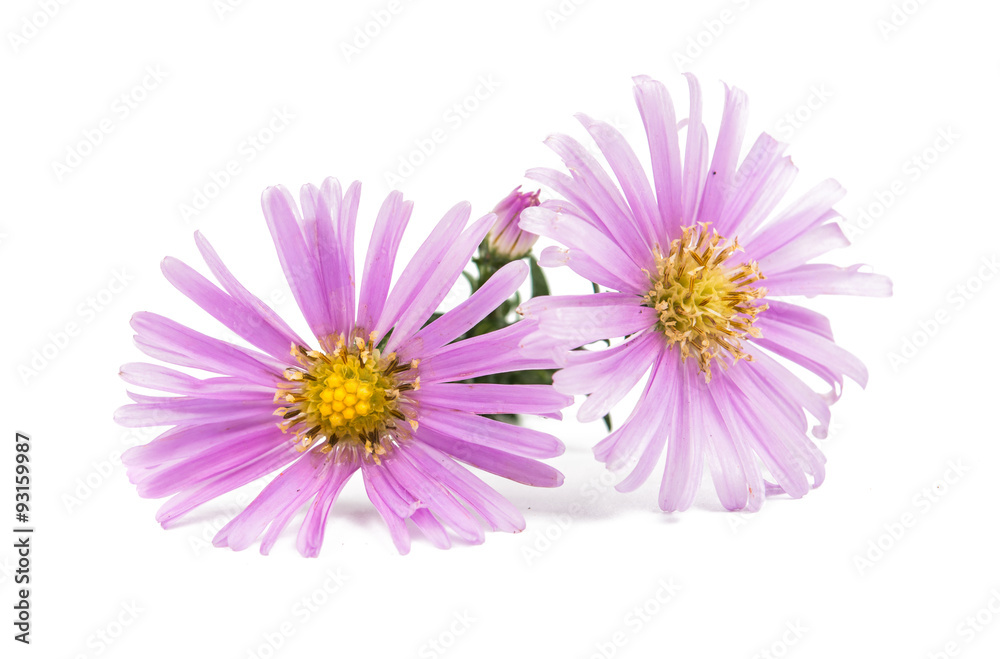 small chrysanthemum small chrysanthemum