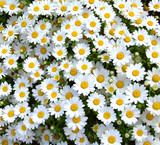 Daisies