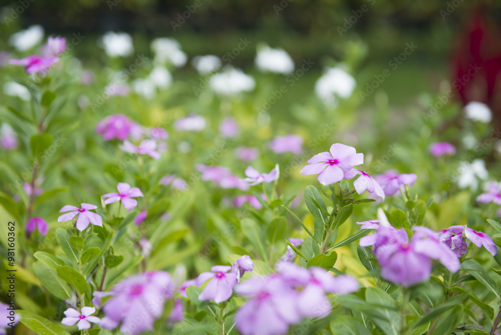 Catharanthus roseus G. Don. (Selective Focus) Catharanthus roseus G. Don. (Selective Focus)